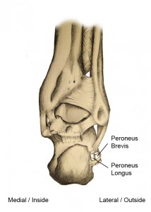 Peroneal Tendons Figure 1